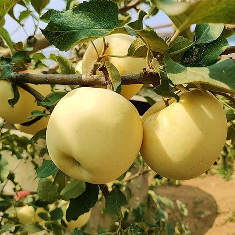 תפוחי זהב טריים טעימים