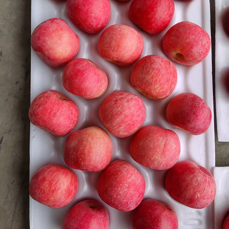 Premium Fresh Fuji Apples