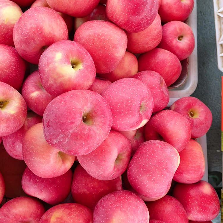 Premium Fresh Fuji Apples