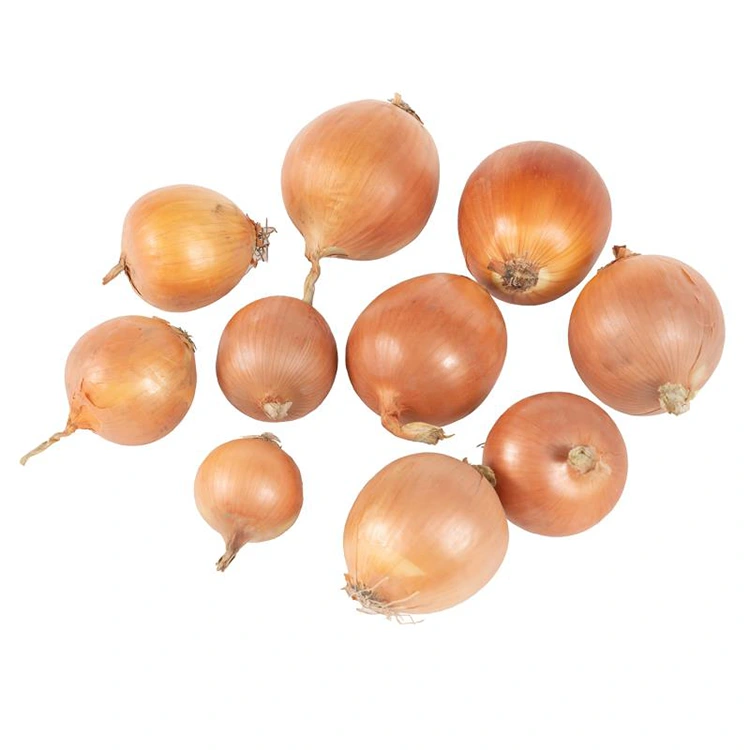 פרימיום בצל צהוב טרי