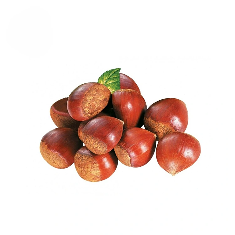 ערמונים באיכות פרימיום