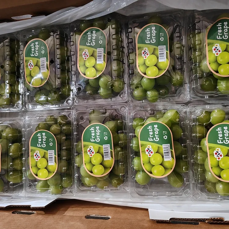 מבחר ענבי מוסקט טרי ברק