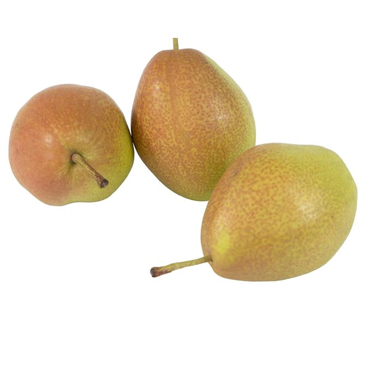 אגסי Hongxiangsu טריים באיכות מעולה